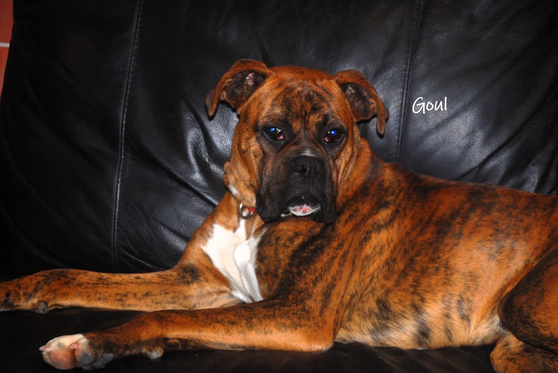 Enlarge Goul, a ADOPTABLE Boxer in Chardon, OH image 3/3