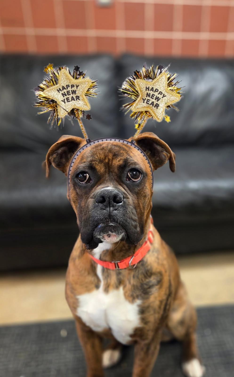 Goul, ADOPTABLE, Young Male Boxer.