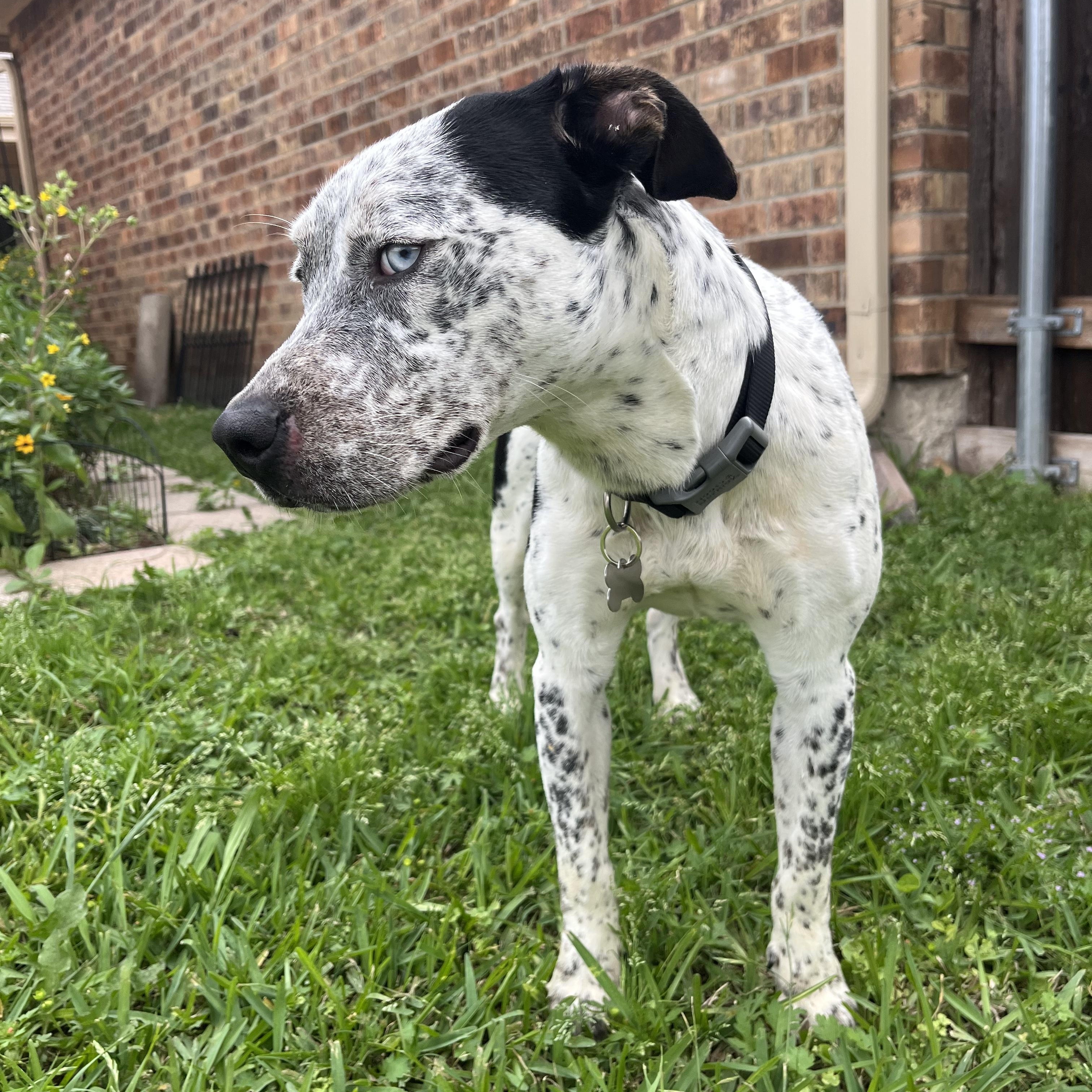 Izzie, a ADOPTABLE mixed breed in Plano, TX image 4/6