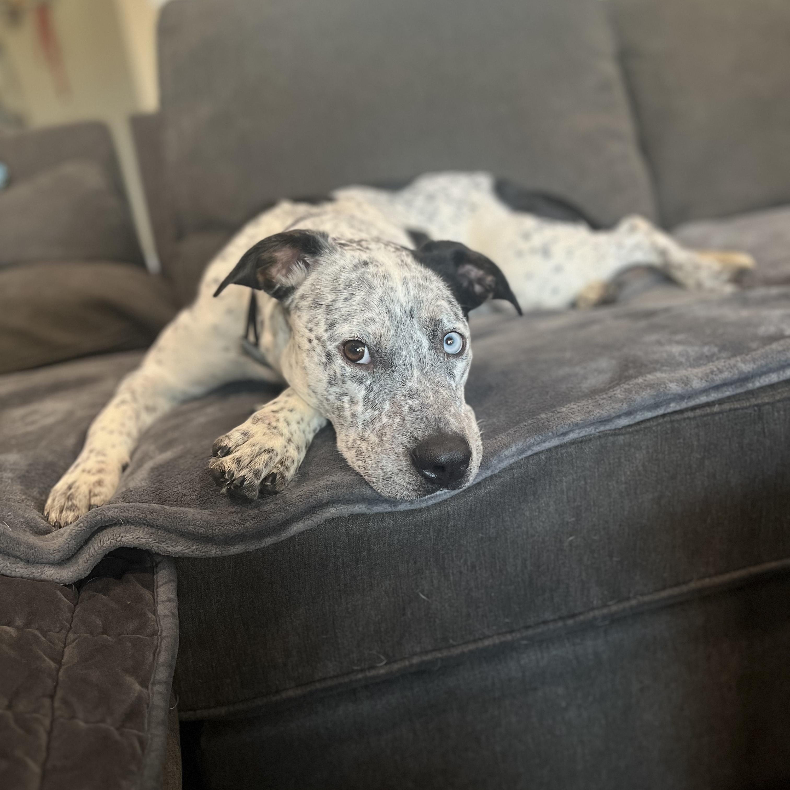 Izzie, a ADOPTABLE mixed breed in Plano, TX image 2/6