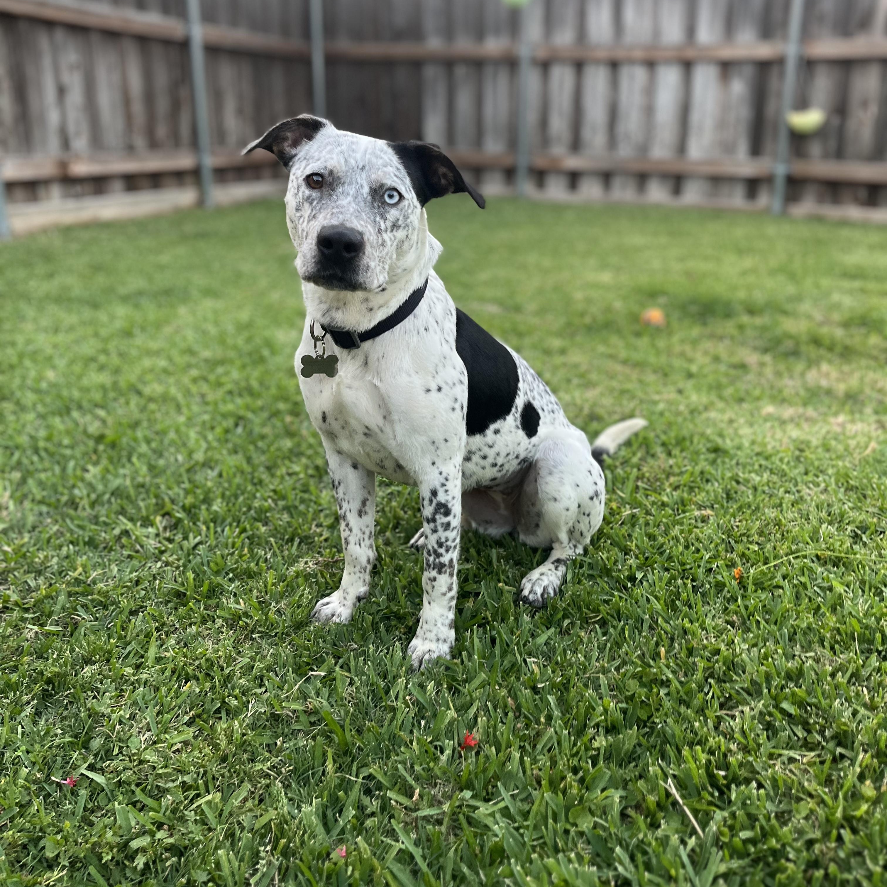 Izzie, a ADOPTABLE mixed breed in Plano, TX image 1/6