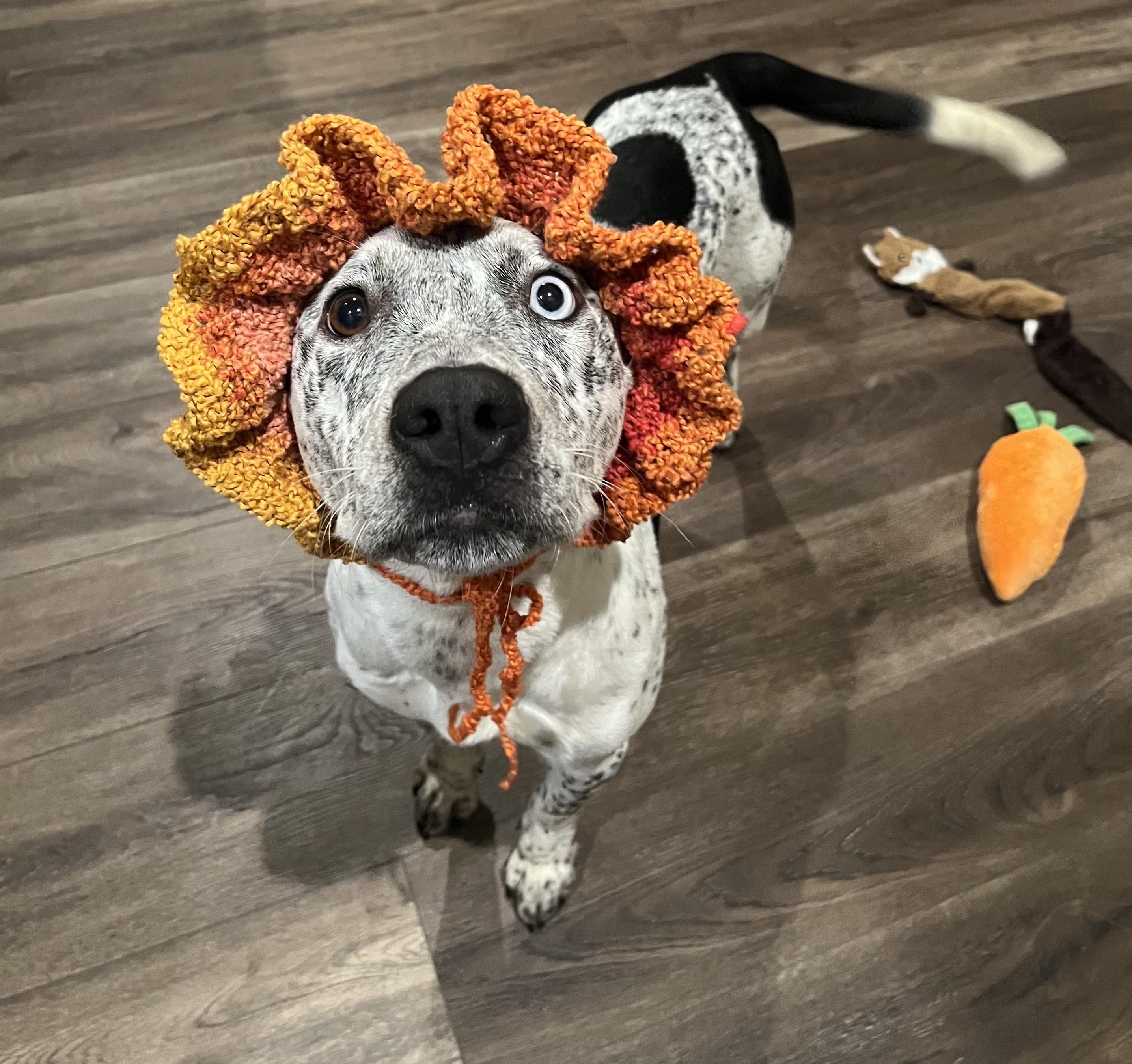 Izzie, a ADOPTABLE mixed breed in Plano, TX image 5/6