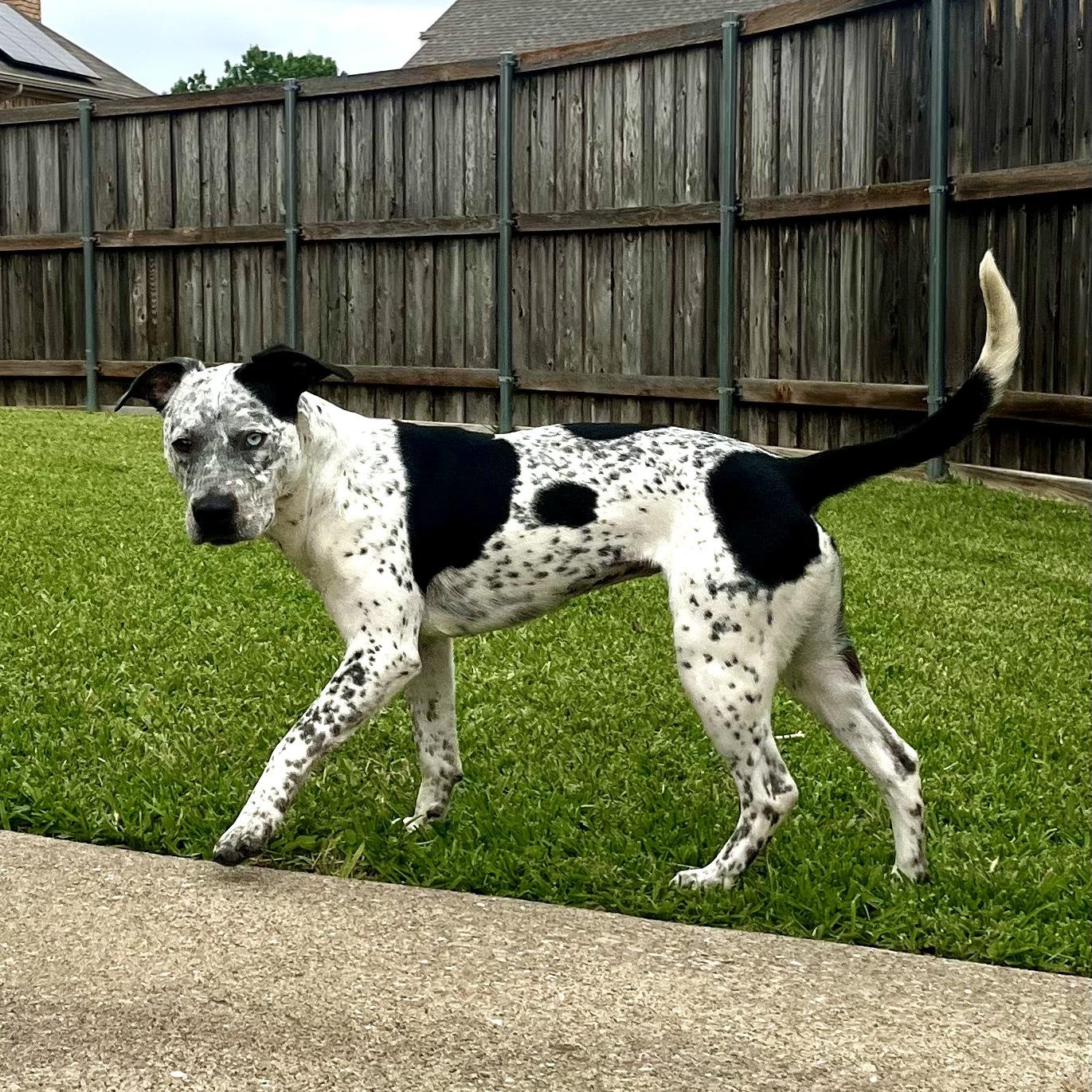 Izzie, a ADOPTABLE mixed breed in Plano, TX image 3/6