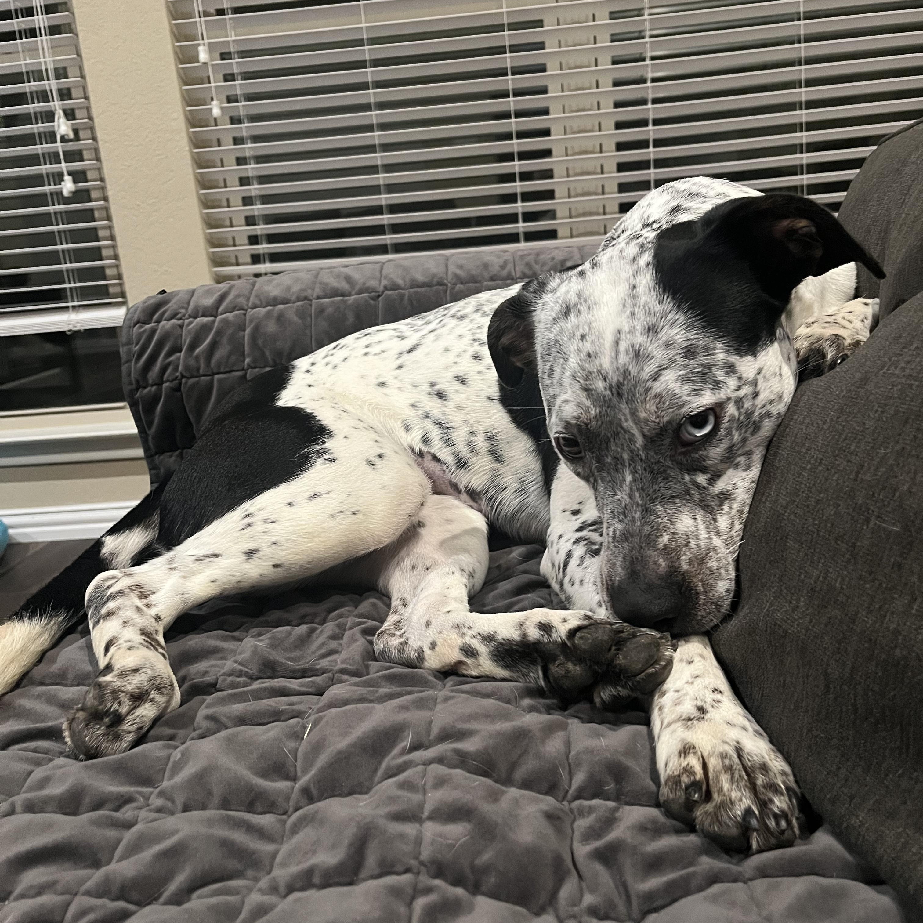 Izzie, a ADOPTABLE mixed breed in Plano, TX image 6/6