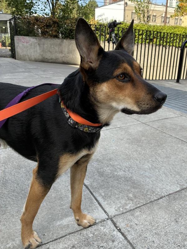 Vortex (mcas), Adoptable, Adult Male Mixed Breed.