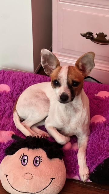 Enlarge Tinkerbelle , a ADOPTABLE Chihuahua in Maitland, FL image 4/5