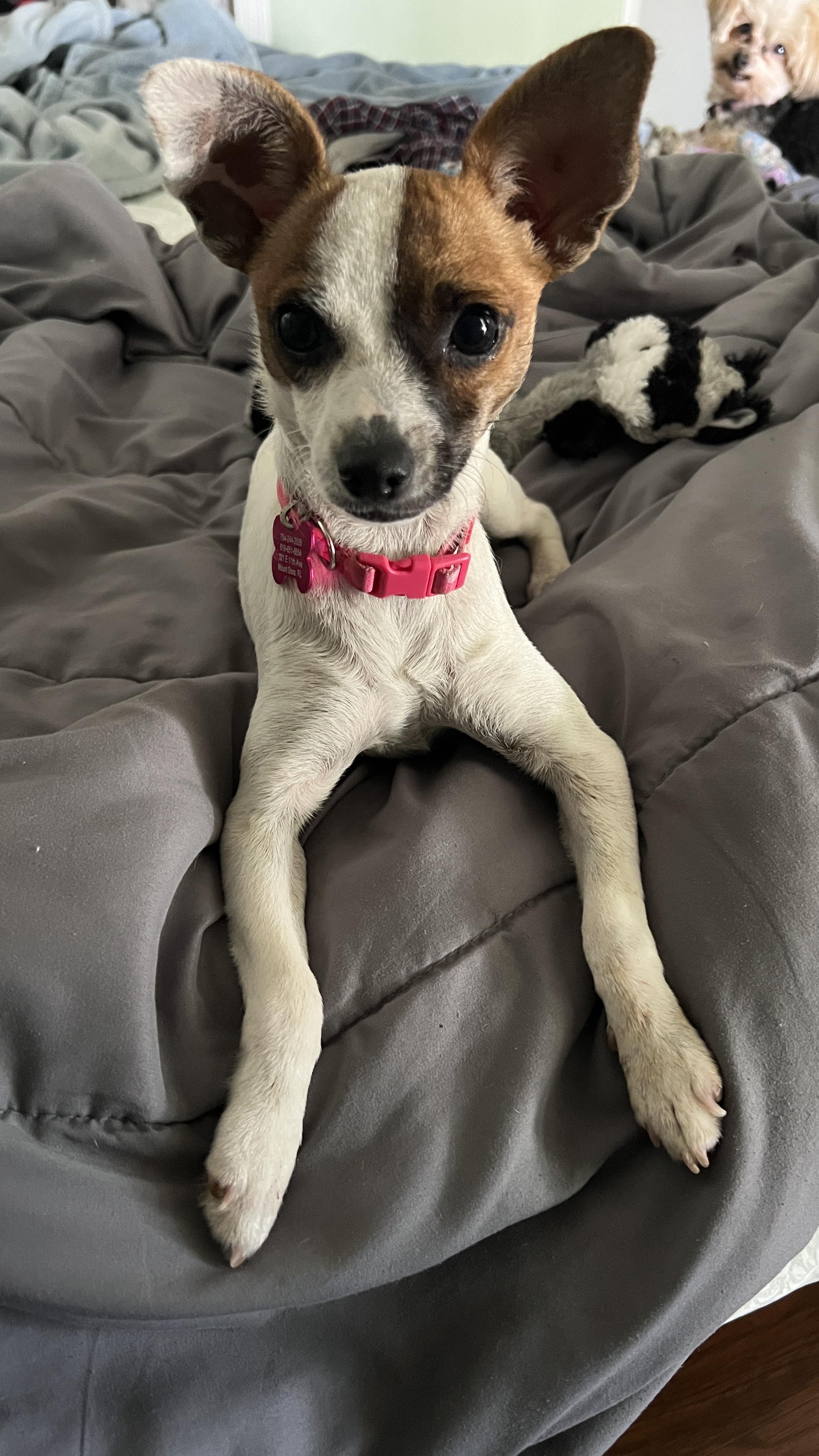 Enlarge Tinkerbelle , a ADOPTABLE Chihuahua in Maitland, FL image 2/5