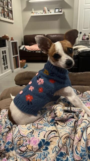 Enlarge Tinkerbelle , a ADOPTABLE Chihuahua in Maitland, FL image 5/5