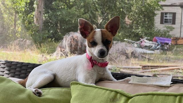Tinkerbelle , ADOPTABLE, Young Female Chihuahua.