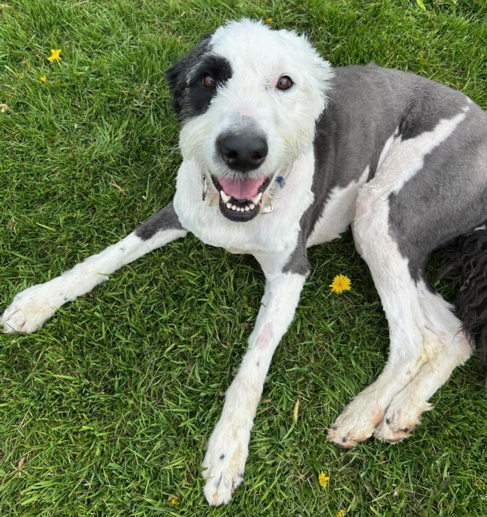 Enlarge Vinter, a Adoptable mixed breed in Neillsville, WI image 4/5