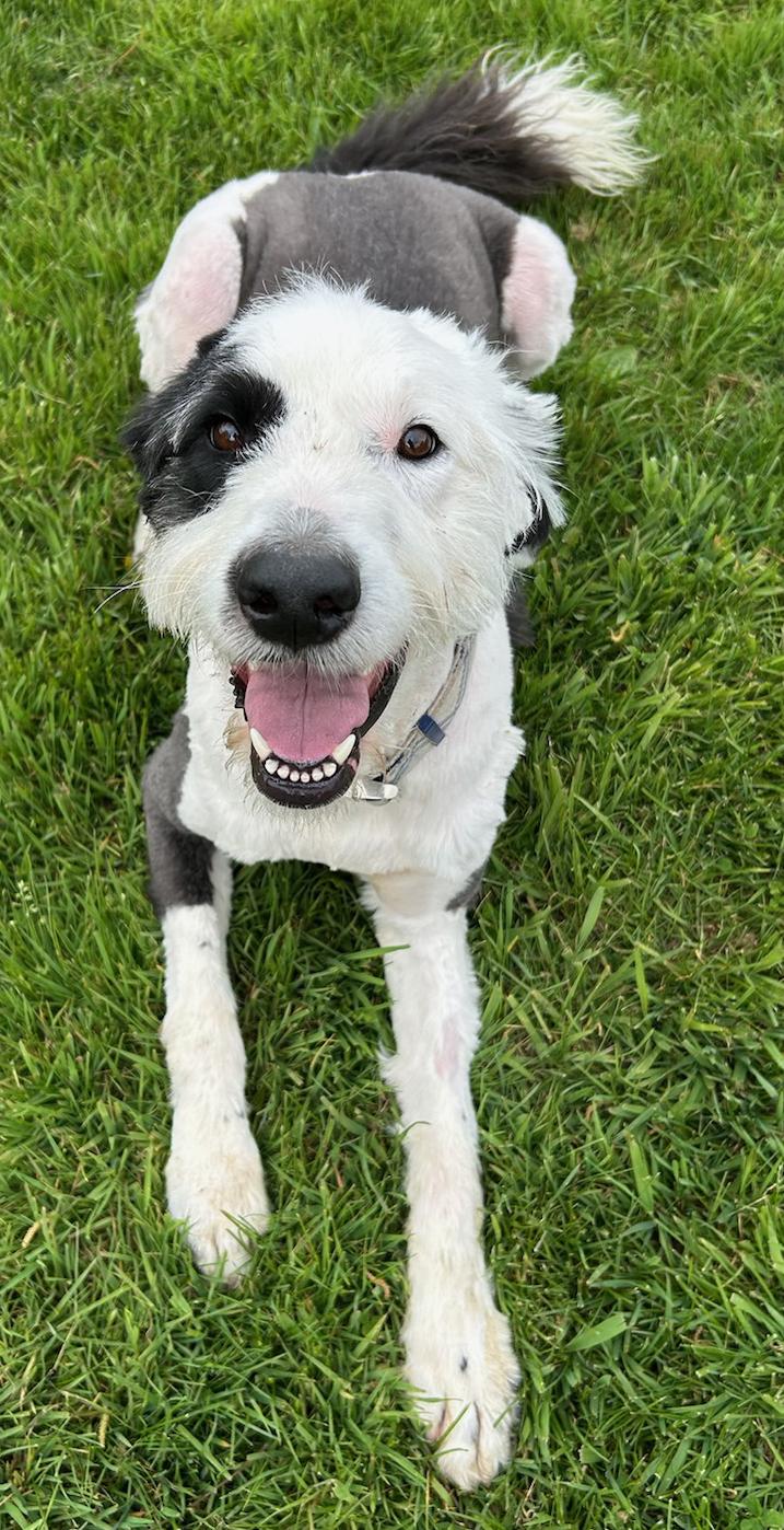 Enlarge Vinter, a Adoptable mixed breed in Neillsville, WI image 2/5