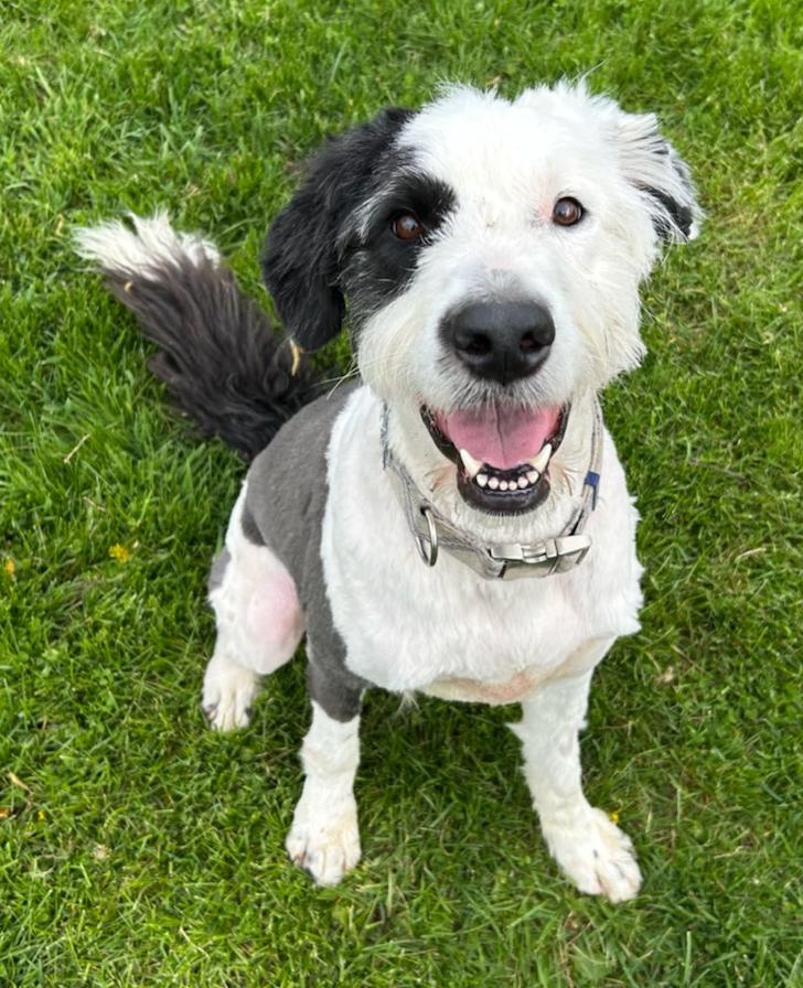 Vinter, Adoptable, Young Male Old English Sheepdog & Poodle.