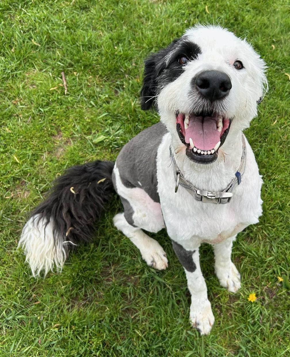 Enlarge Vinter, a Adoptable mixed breed in Neillsville, WI image 3/5