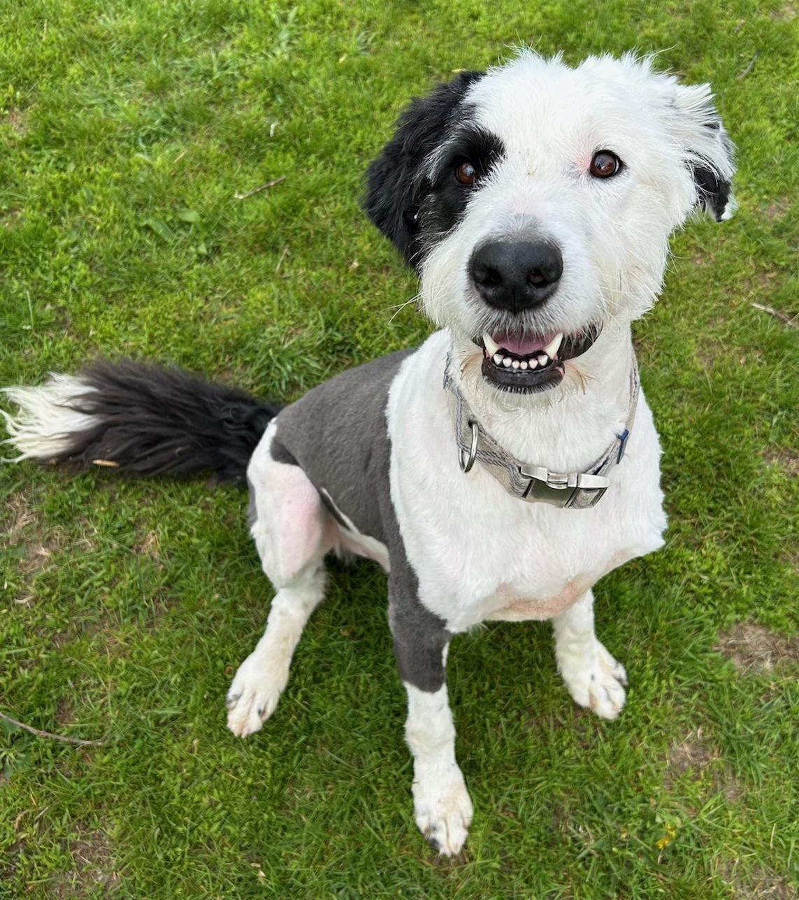Enlarge Vinter, a Adoptable mixed breed in Neillsville, WI image 5/5