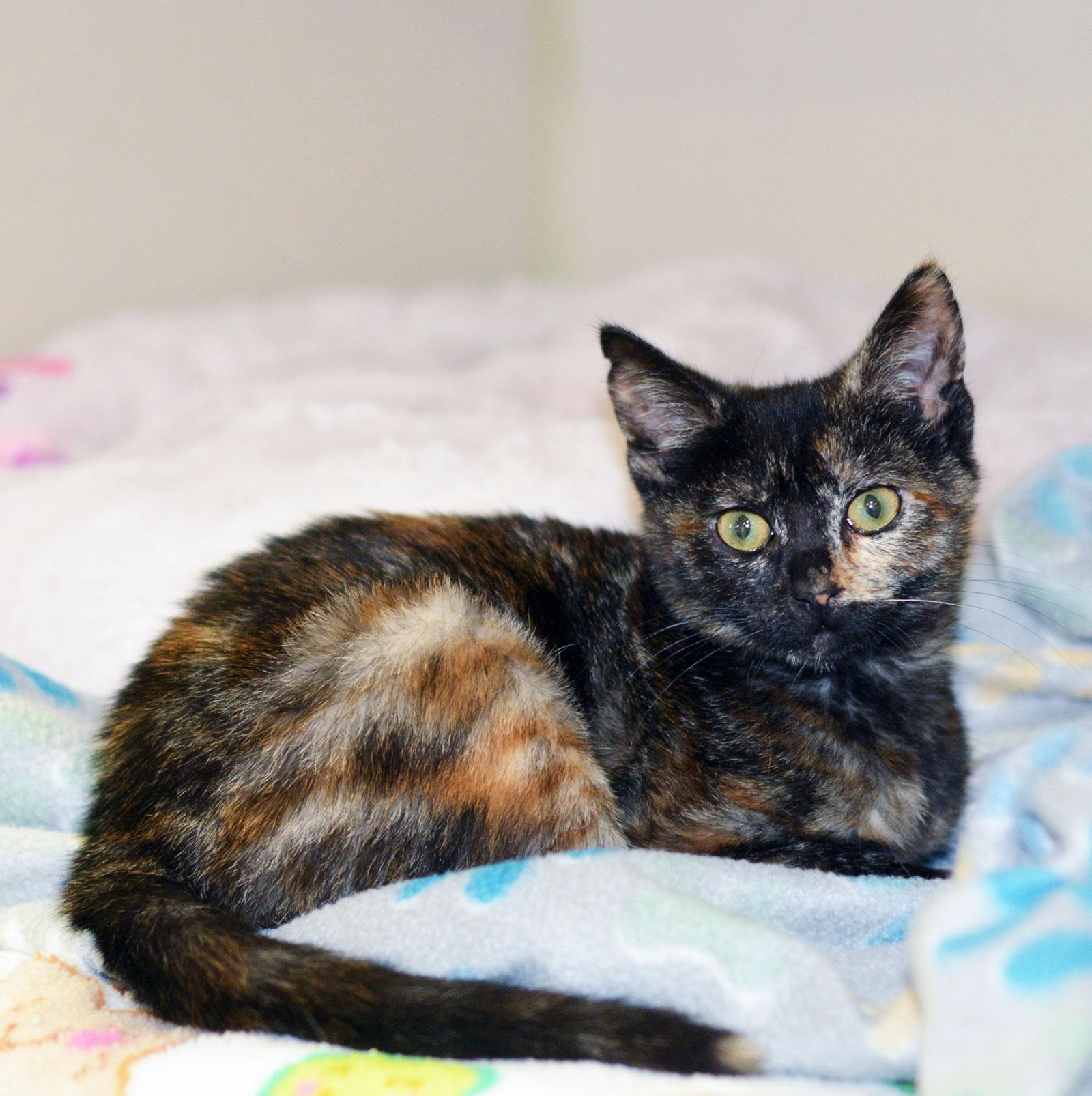 Enlarge DOROTHY - ADOPT ME FOR $14 THIS MONTH!, an adoptable Tortoiseshell in San Clemente, CA image 1/1