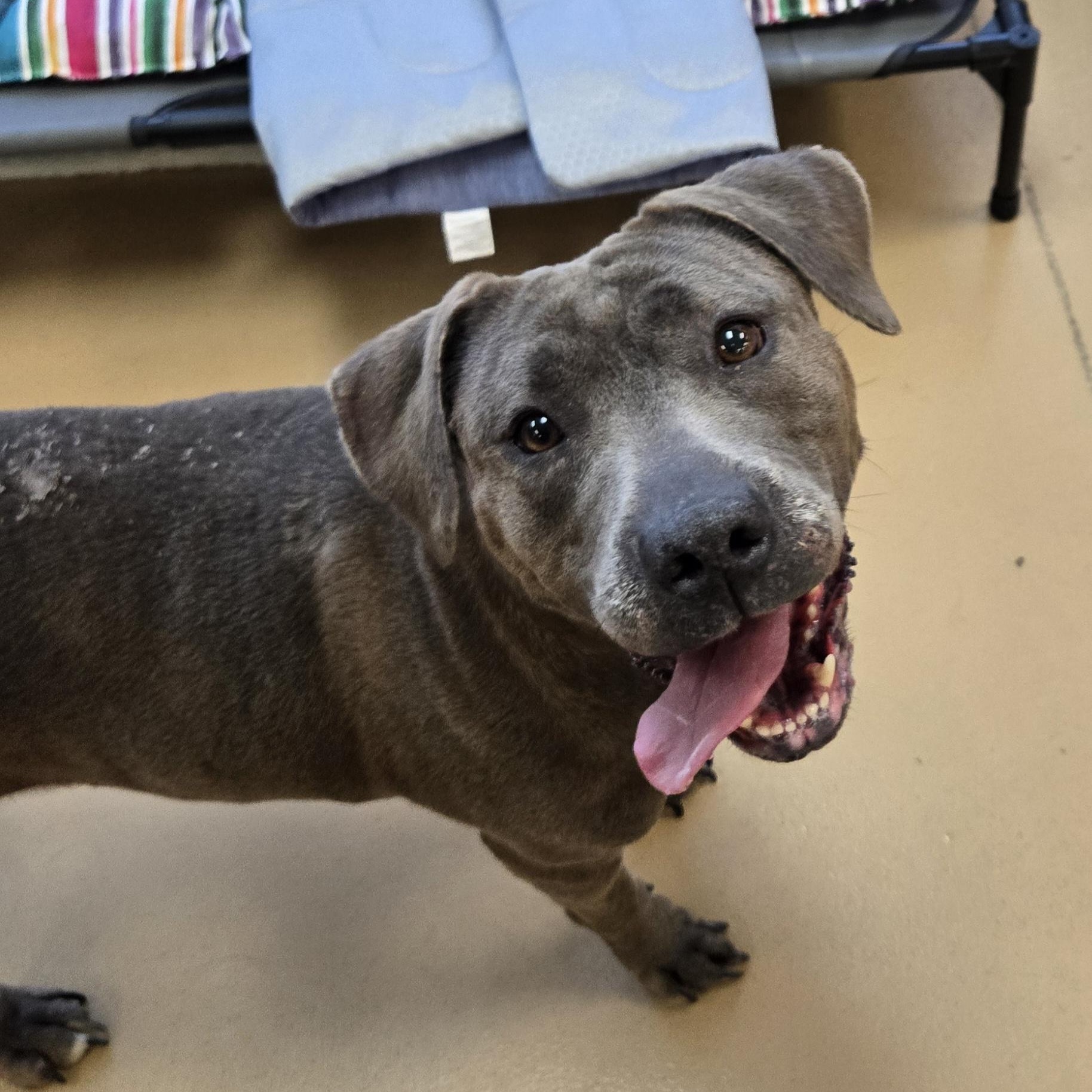 Enlarge Tabby, a Adoptable mixed breed in Xenia , OH image 4/6