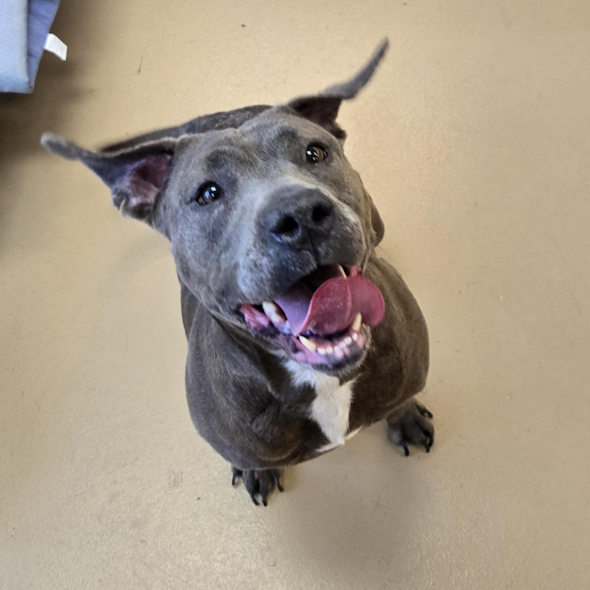 Enlarge Tabby, a Adoptable mixed breed in Xenia , OH image 2/6