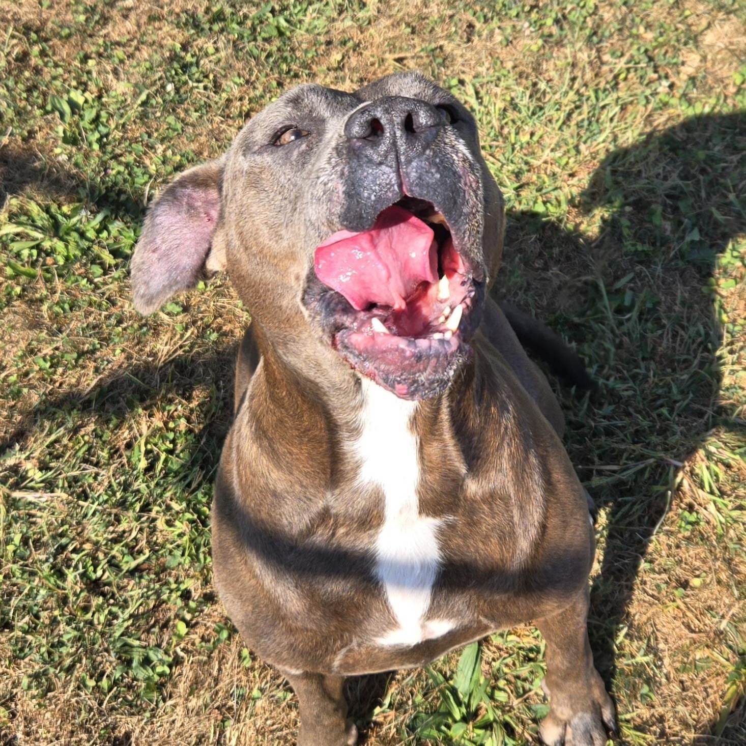 Enlarge Tabby, a Adoptable mixed breed in Xenia , OH image 3/6