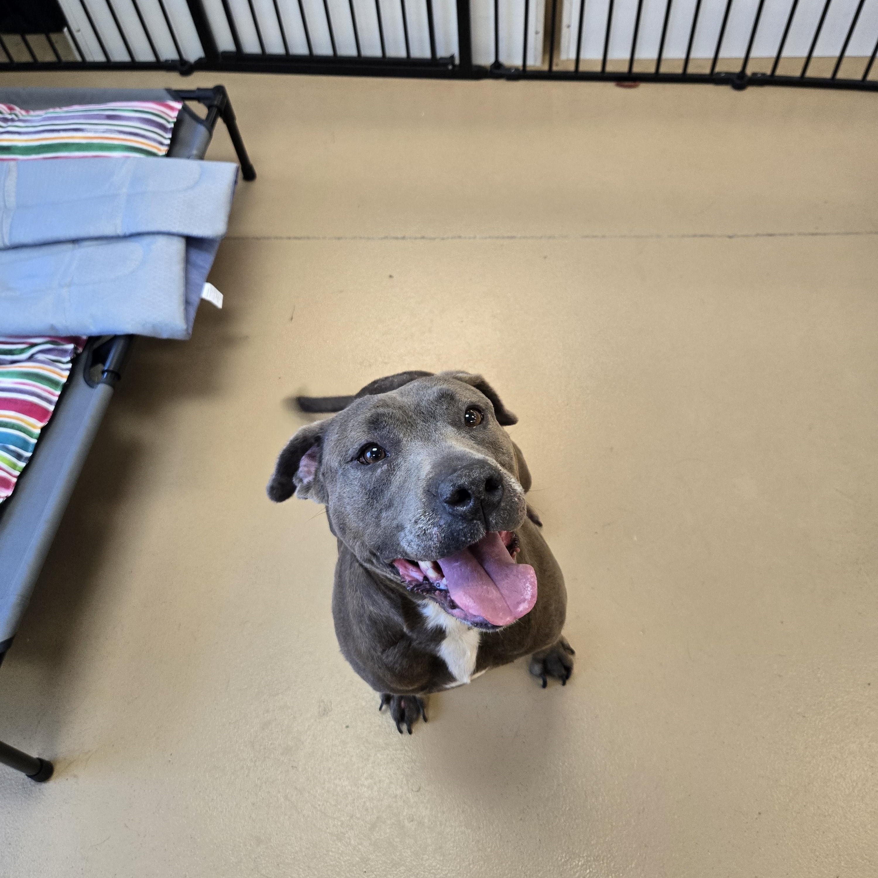 Enlarge Tabby, a Adoptable mixed breed in Xenia , OH image 5/6