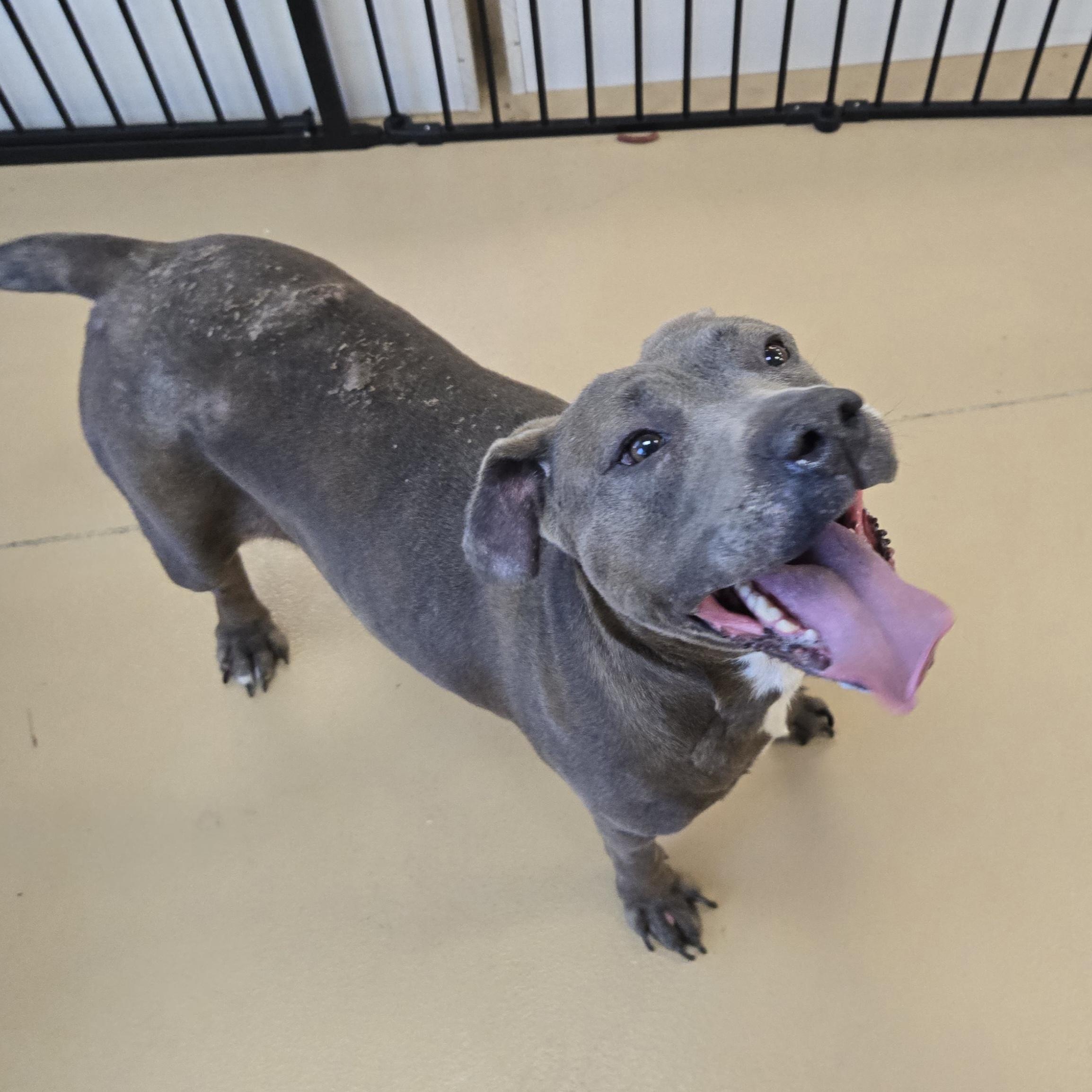 Enlarge Tabby, a Adoptable mixed breed in Xenia , OH image 6/6