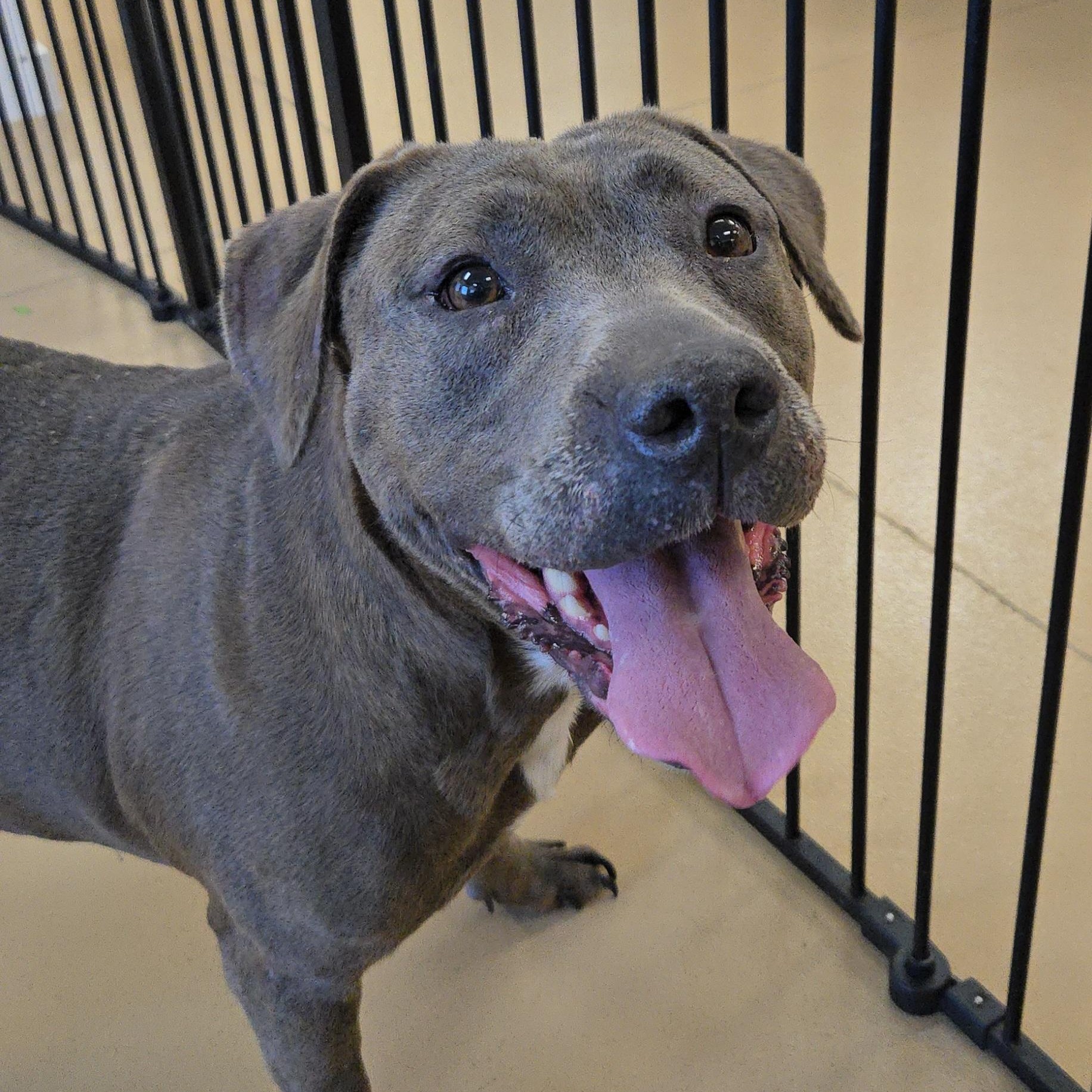 Tabby, Adoptable, Adult Female Terrier & American Bully.