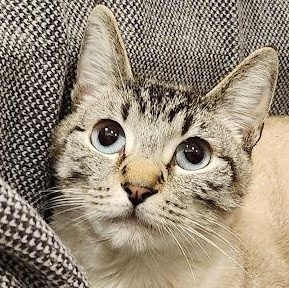 Tallulah, an adopted mixed breed in Sacramento, CA image 1/2