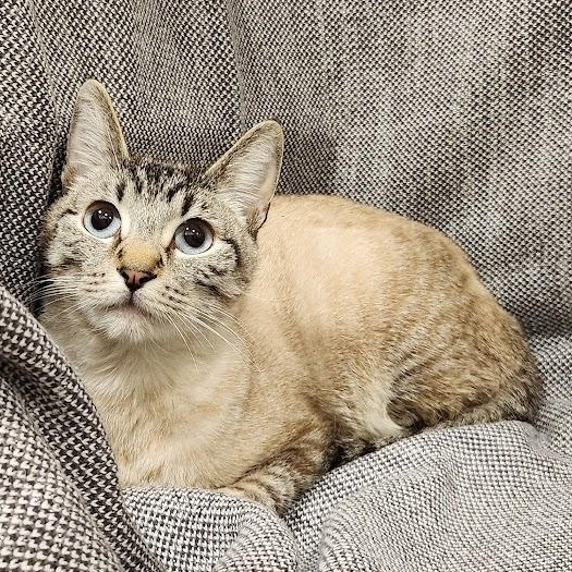 Tallulah, an adopted mixed breed in Sacramento, CA image 2/2