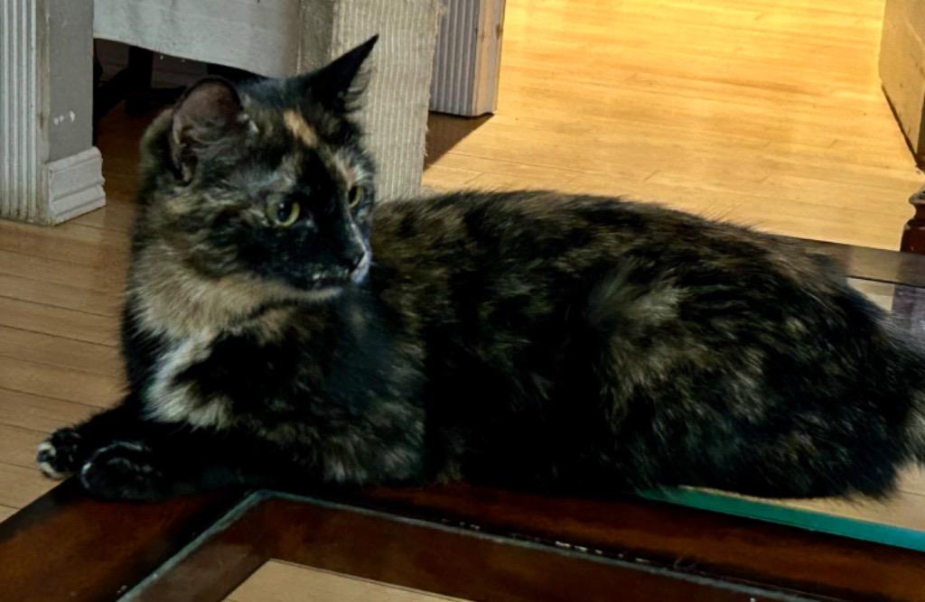 Nina, a Adoptable Tortoiseshell in Lewisville, TX image 1/2