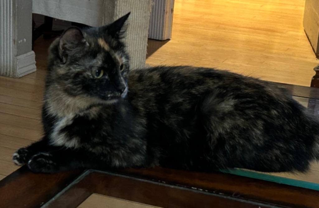 Nina, Adoptable, Adult Female Tortoiseshell.