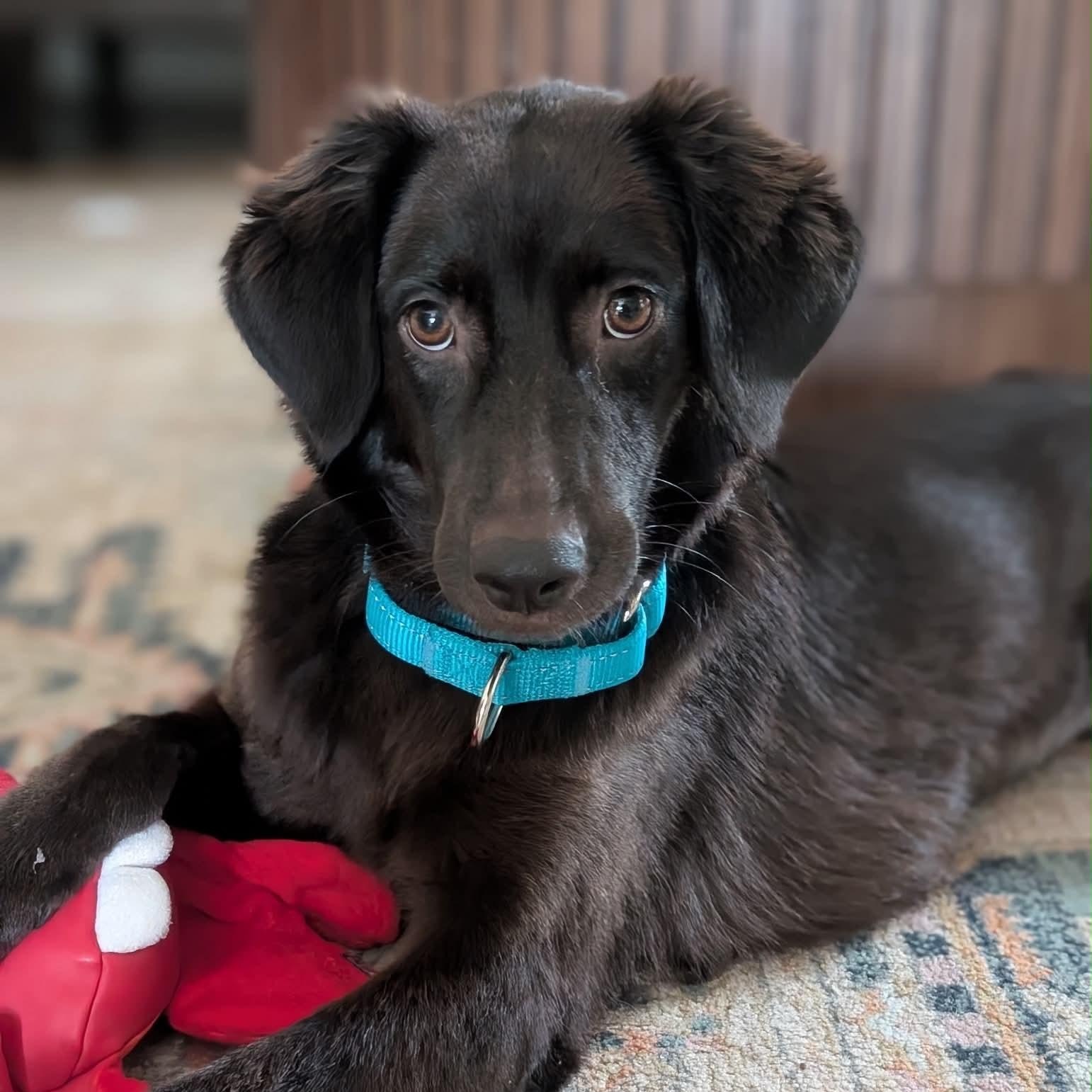 Magnificient Macey, a ADOPTABLE mixed breed in Reston, VA image 3/6