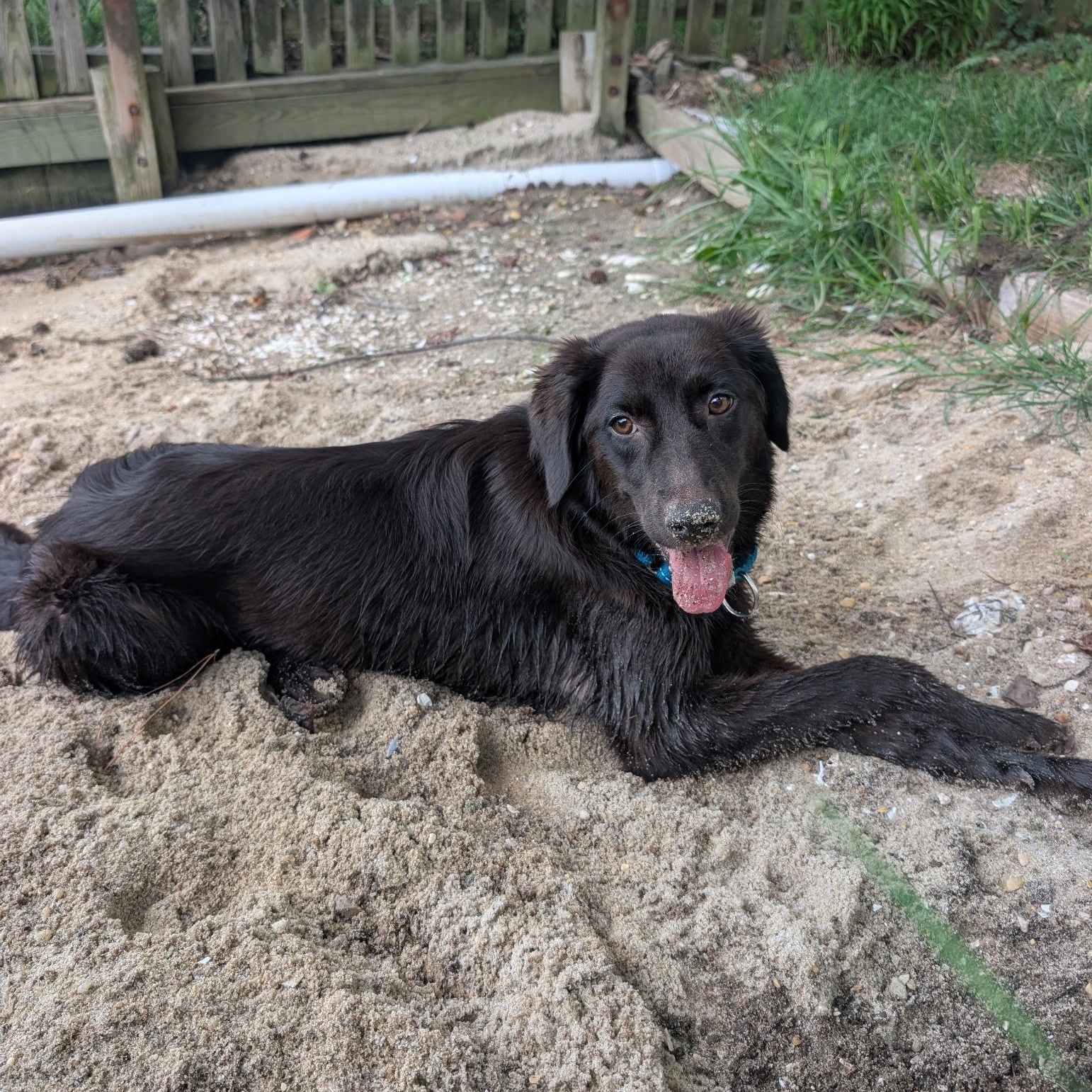 Magnificient Macey, a ADOPTABLE mixed breed in Reston, VA image 5/6