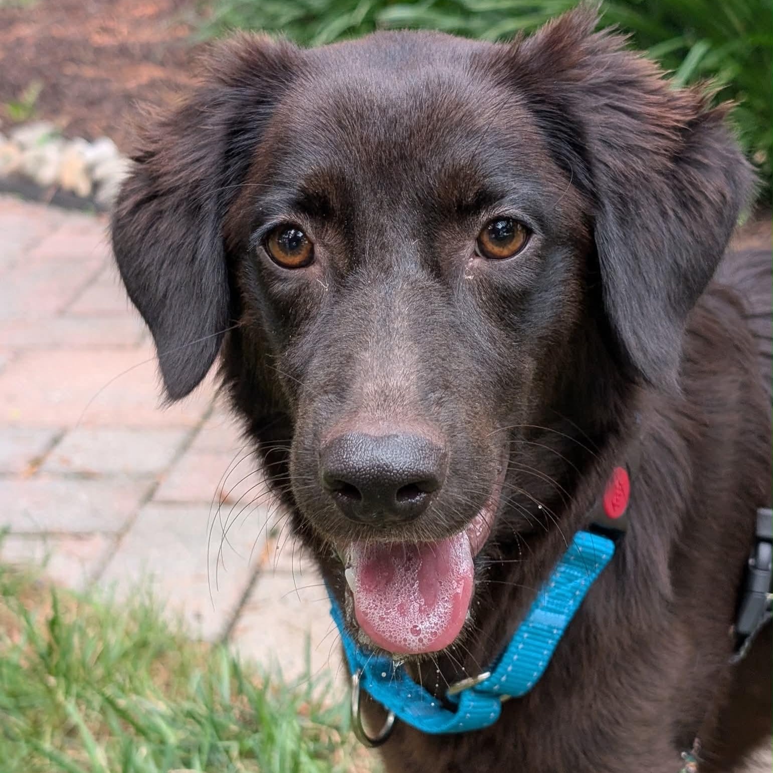 Magnificient Macey, a ADOPTABLE mixed breed in Reston, VA image 2/6