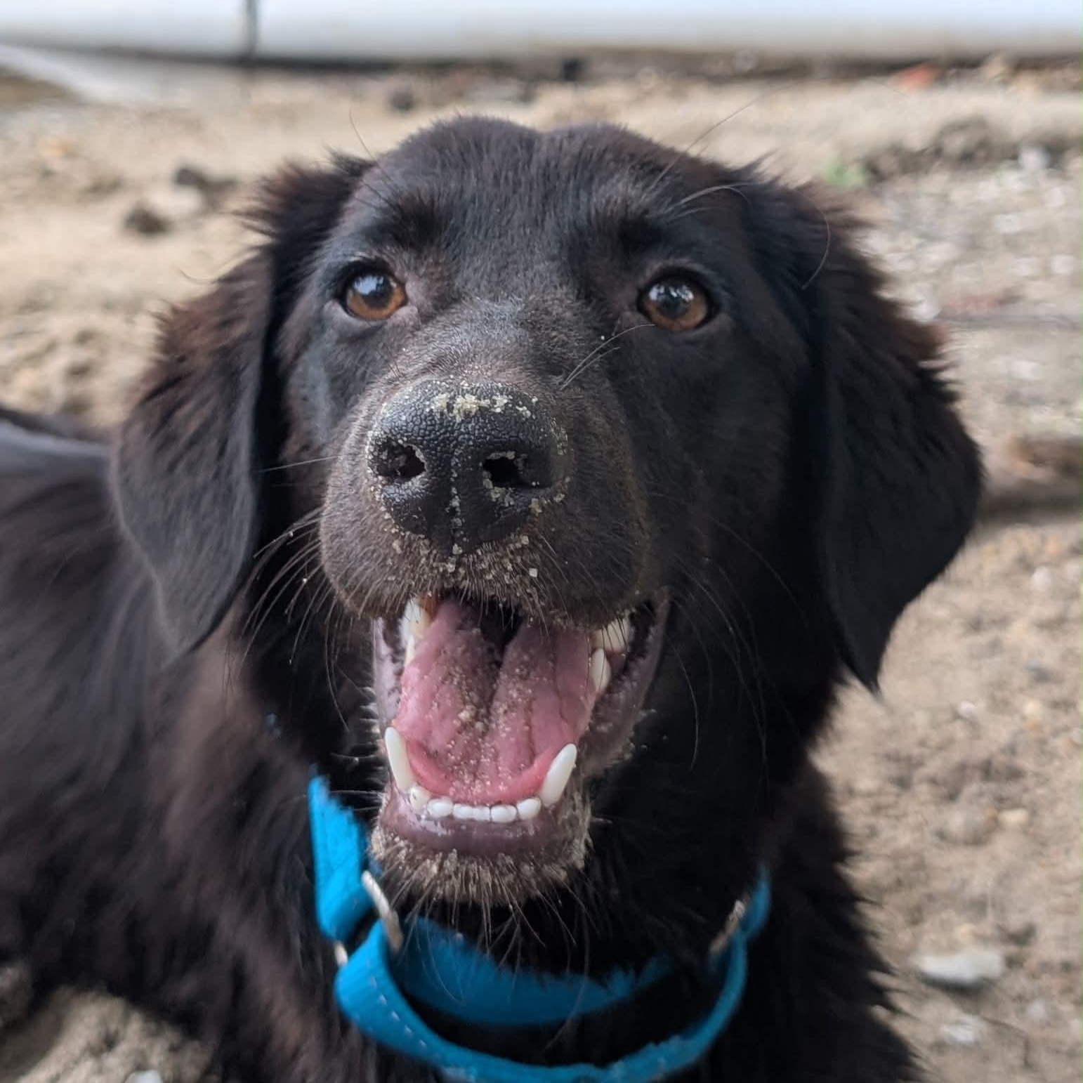 Magnificient Macey, a ADOPTABLE mixed breed in Reston, VA image 1/6