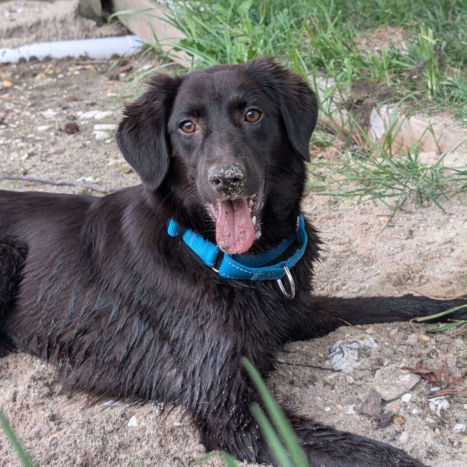 Magnificient Macey, a ADOPTABLE mixed breed in Reston, VA image 4/6