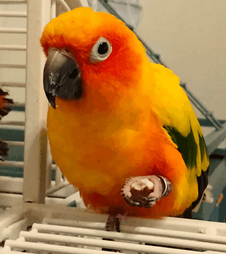 Ren, an adopted Conure in Warwick, RI_image-1