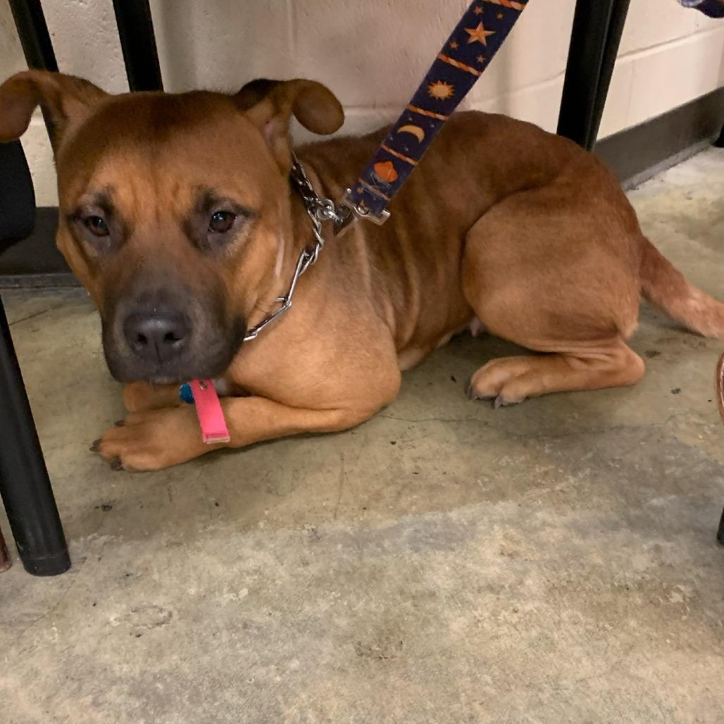 Enlarge ANNIE, a Adoptable Mixed Breed in Memphis, TN image 1/4