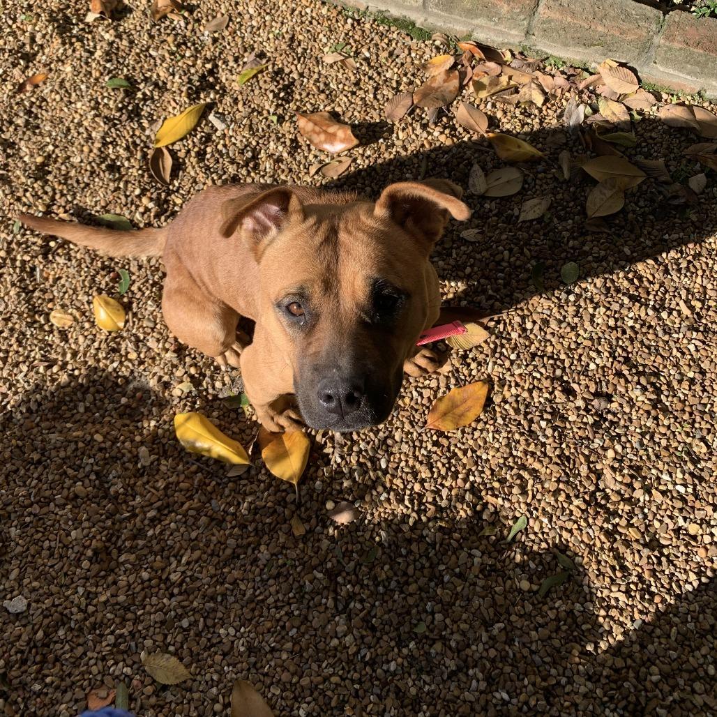 Enlarge ANNIE, a Adoptable Mixed Breed in Memphis, TN image 2/4