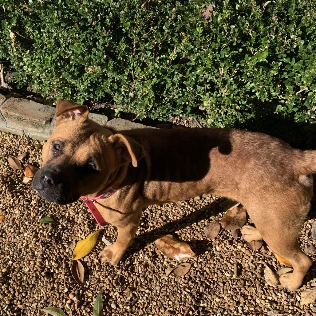 Enlarge ANNIE, a Adoptable Mixed Breed in Memphis, TN image 3/4