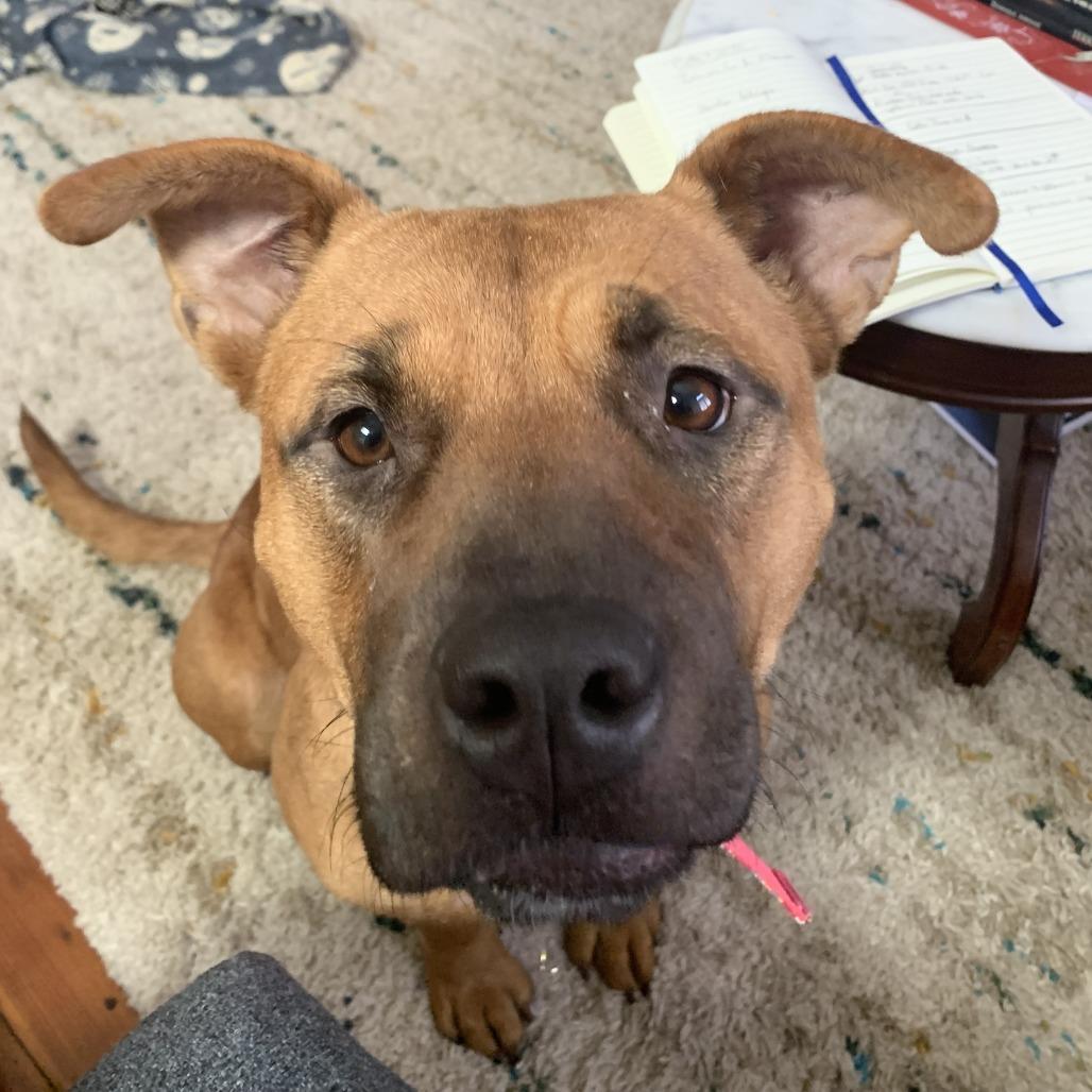 Enlarge ANNIE, a Adoptable Mixed Breed in Memphis, TN image 4/4