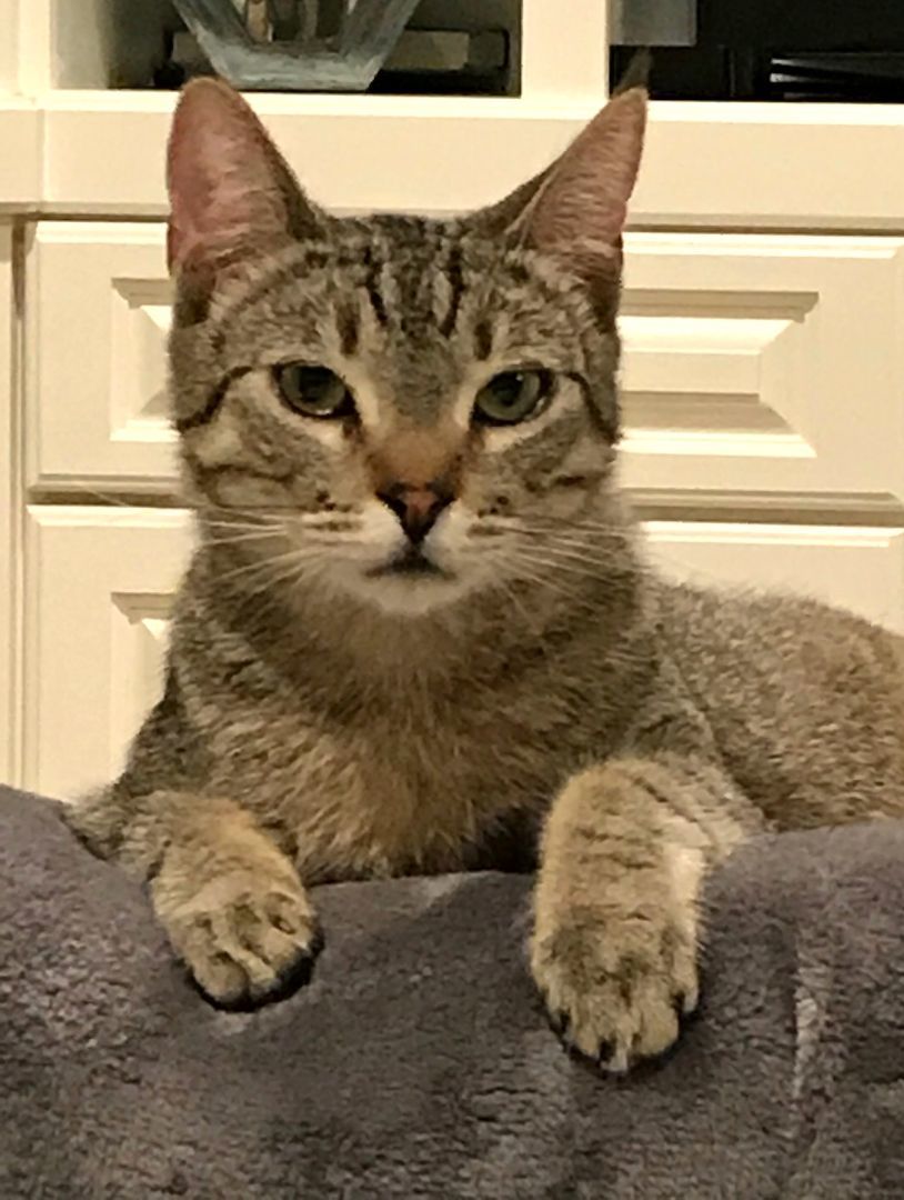 Willie, a Adoptable mixed breed in Mission Viejo, CA image 1/6