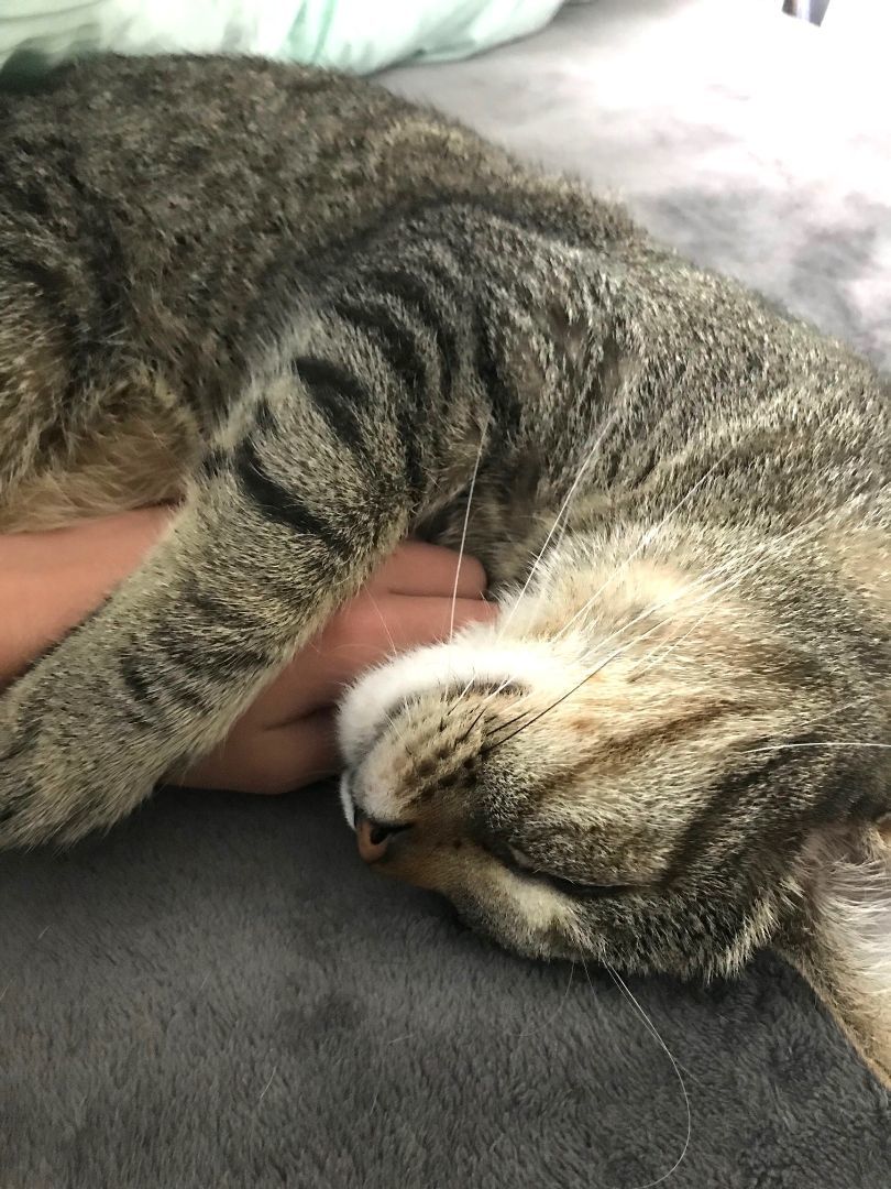 Willie, a Adoptable mixed breed in Mission Viejo, CA image 2/6