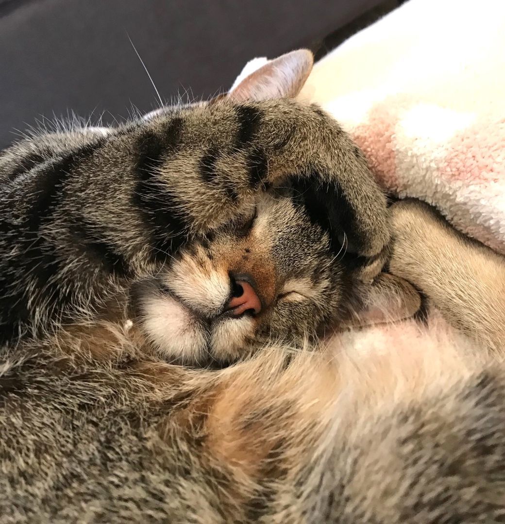 Willie, a Adoptable mixed breed in Mission Viejo, CA image 3/6