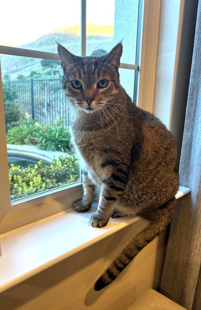 Willie, a Adoptable mixed breed in Mission Viejo, CA image 4/6