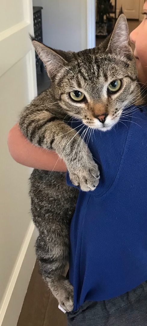 Willie, a Adoptable mixed breed in Mission Viejo, CA image 5/6