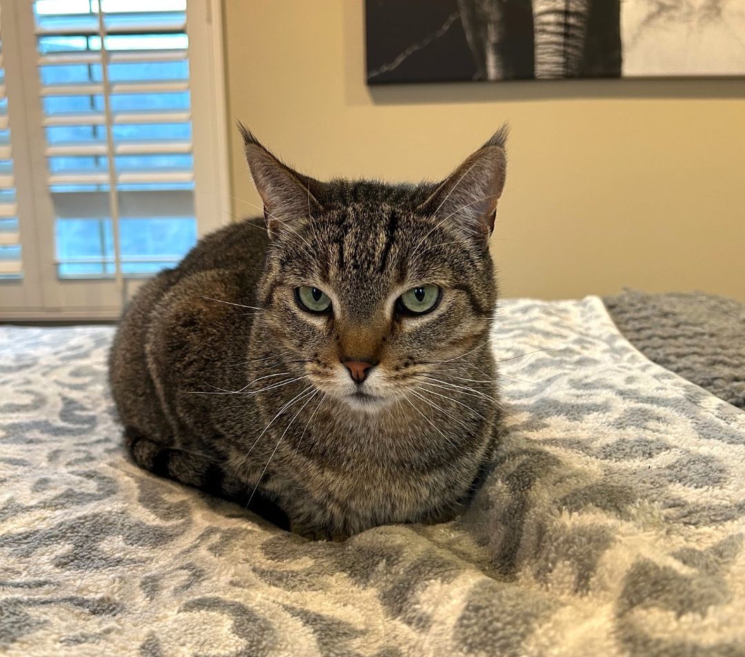 Willie, a Adoptable mixed breed in Mission Viejo, CA image 6/6