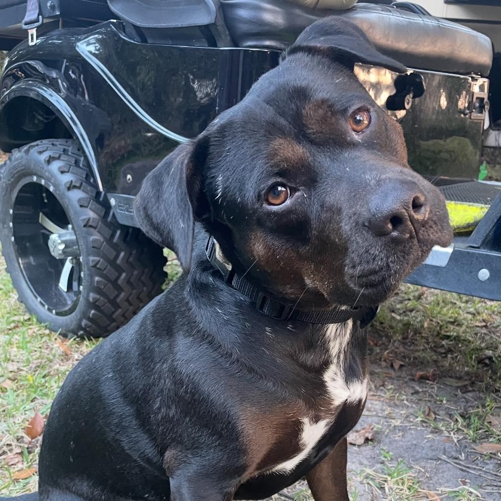 PAUL, Adult Male Labrador Retriever