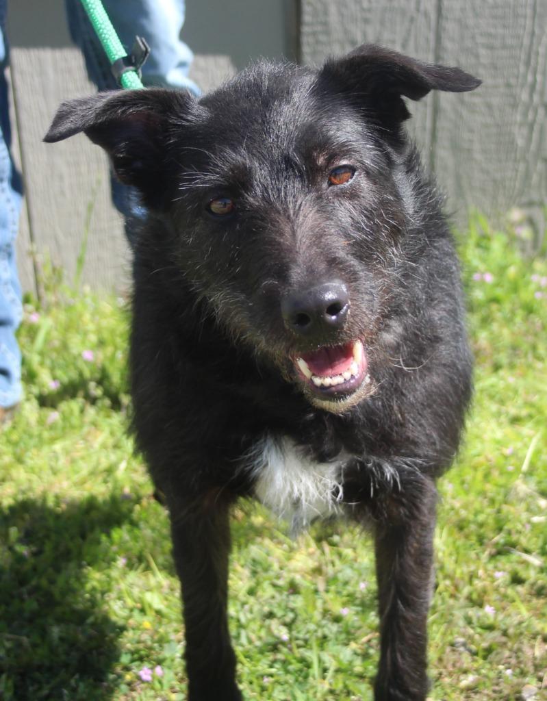 Brynn, Adoptable, Adult Female Collie & Terrier.