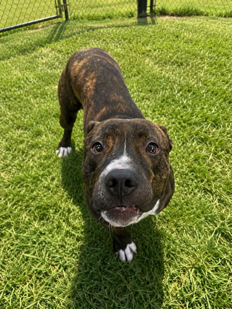 Enlarge Benny, a Adoptable mixed breed in Gallatin, TN image 2/2