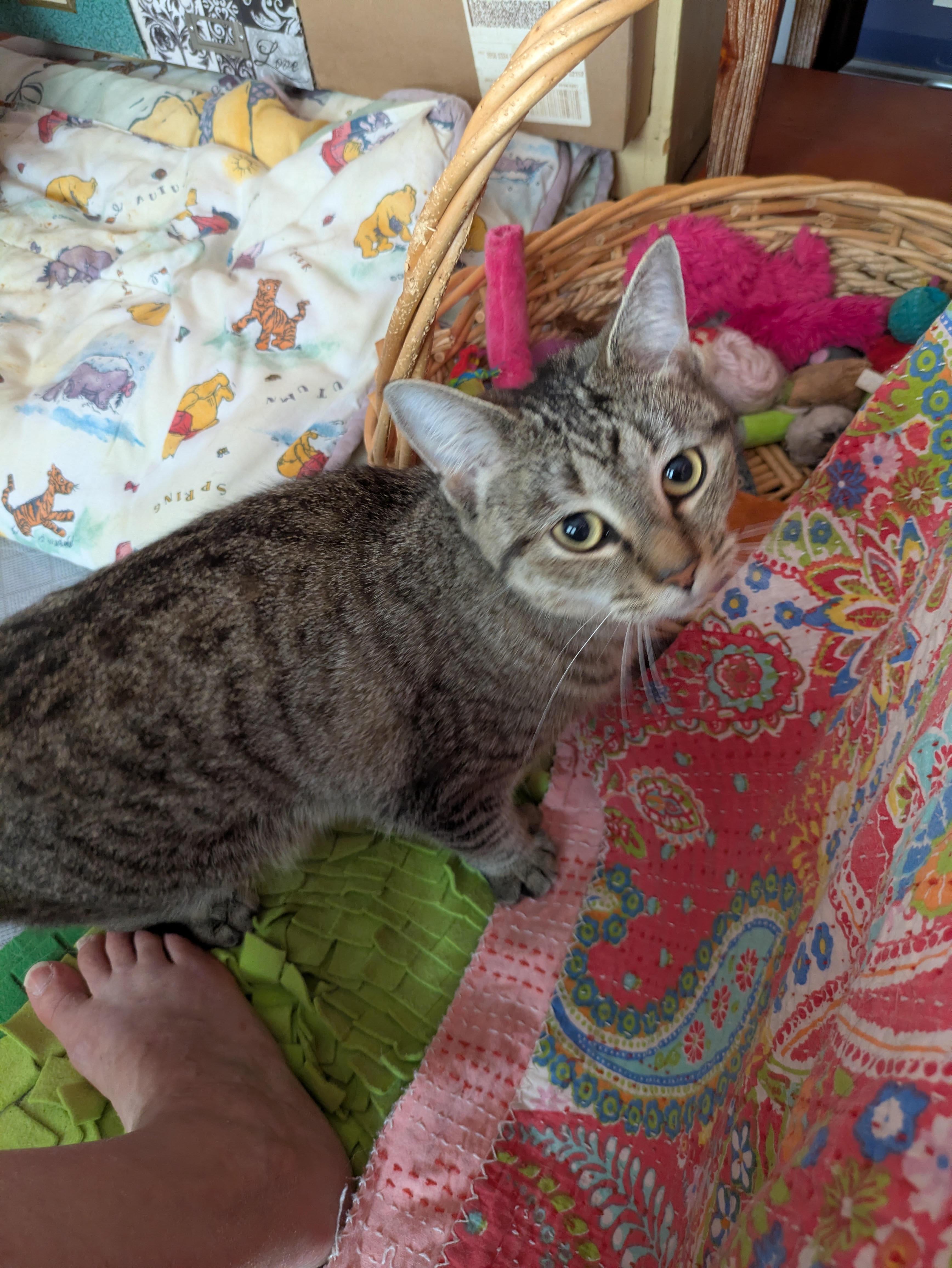 Princess, ADOPTABLE, Young Female Domestic Short Hair.