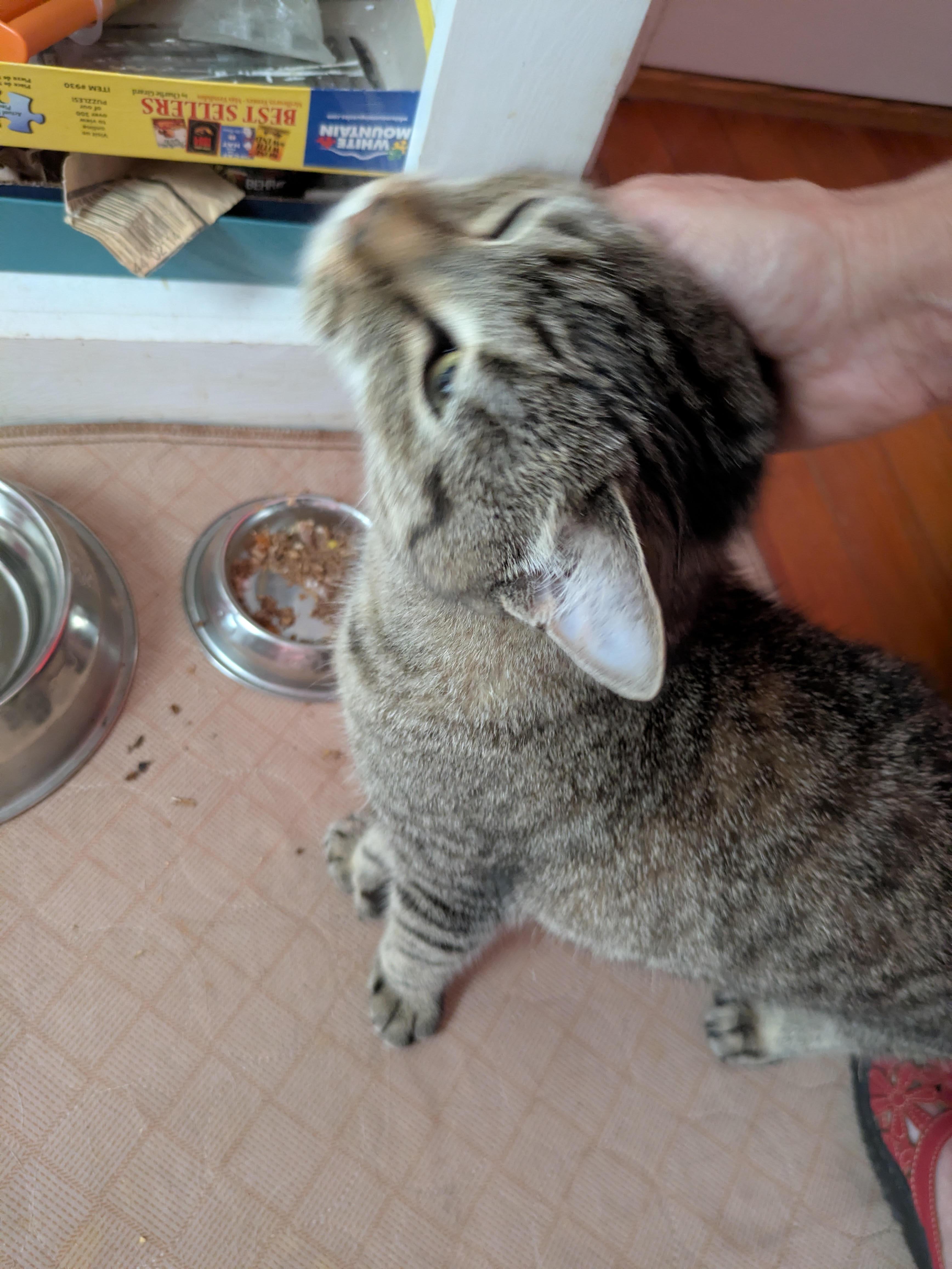 Enlarge Princess, a ADOPTABLE Domestic Short Hair in Melrose, MA image 5/6
